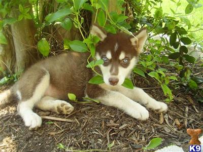 Siberian Husky Puppies for Sale